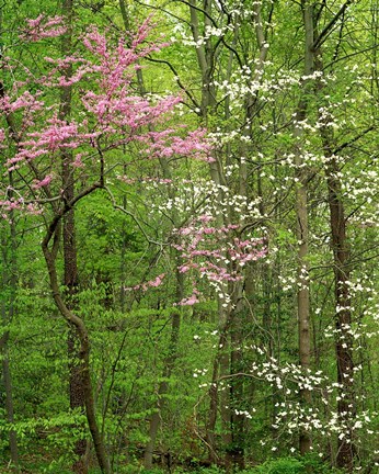 Framed Eastern Redbud and Flowering Dogwood, Arlington County, Virginia Print