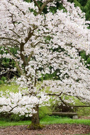 Framed Cherry Trees Blossoming in the Spring, Washington Park Arboretum, Seattle, Washington Print