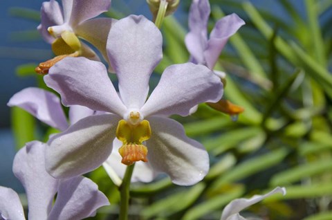 Framed Jenny&#39;s Orchid Garden 1, Darwin, Australia Print