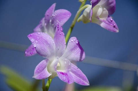 Framed Orchids With Water Droplets, Darwin, Australia Print