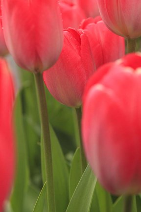 Framed Tulips In A Garden 1, Victoria, Canada Print