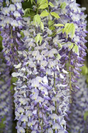 Framed Wisteria In Mirabell Garden 1, Salzburg, Austria Print