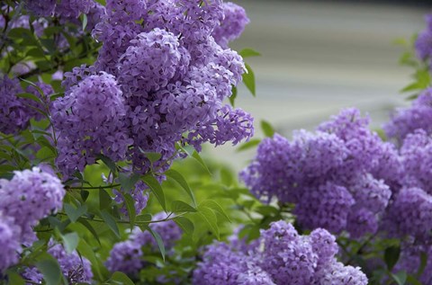 Framed Lilacs In Bloom, Salzburg, Austria Print