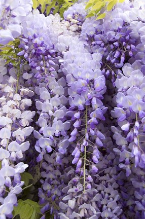 Framed Wisteria In Mirabell Garden 2, Salzburg, Austria Print