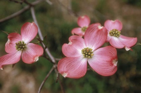Framed Pink Dogwood Blooms Print