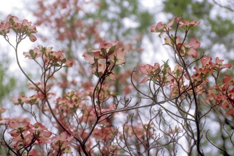 Framed Pink Dogwood Print