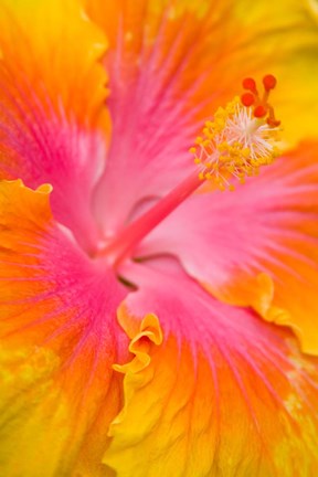 Framed Pink And Yellow Hibiscus Flower,  San Francisco, CA Print