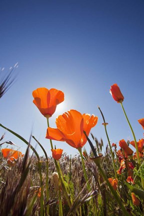 Framed Poppies With Sun And Blue Sky, Antelope Valley, CA Print