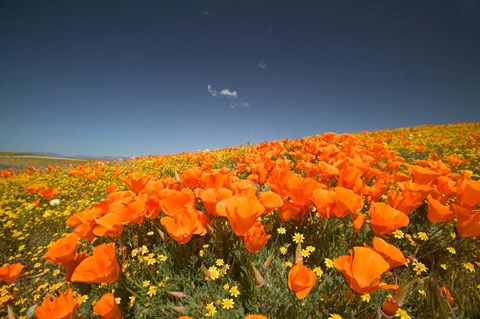 Framed Poppies Spring Bloom 3. Lancaster, CA Print