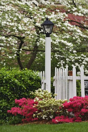 Framed Pickett Fence, Lamp, Azaleas, And Flowering Dogwood Tree, Louisville, Kentucky Print