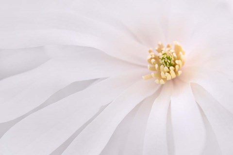 Framed Light Pink Magnolia, Maine Print