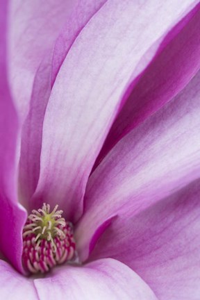 Framed Magnolia Flower, Maine Print