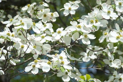 Framed Dogwood Tree, Arnold Arboretum, Boston Print