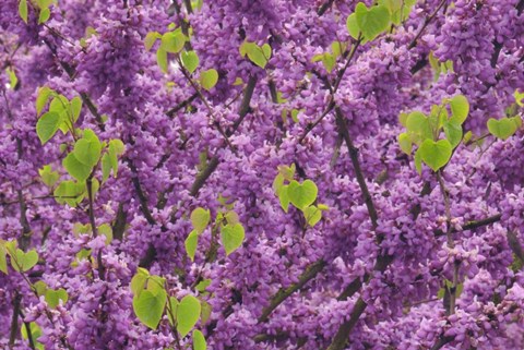 Framed Oregon Blossoms And New Growth On Redbud Tree In Multnomah County Print