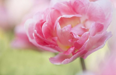 Framed Pink Double Tulip Flower, Pennsylvania Print