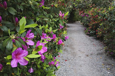 Framed Rhododendron Along Pathway, Magnolia Plantation, Charleston, South Carolina Print