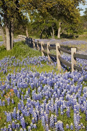 Framed Lone Oak Tree Along Fenceline With Spring Bluebonnets, Texas Print