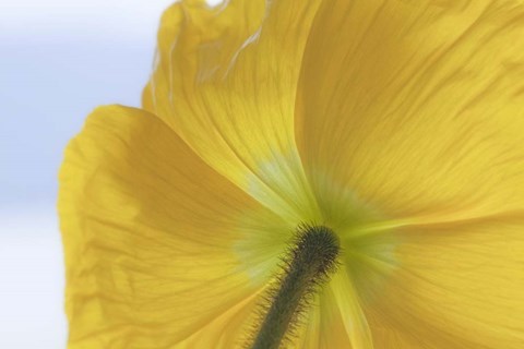 Framed Underside Of Poppy Flower, Seabeck, Washington State Print