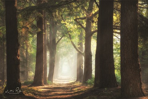 Framed Fresh Green Forest Print