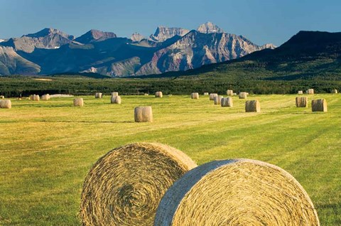 Framed Waterton Hay Bales Print
