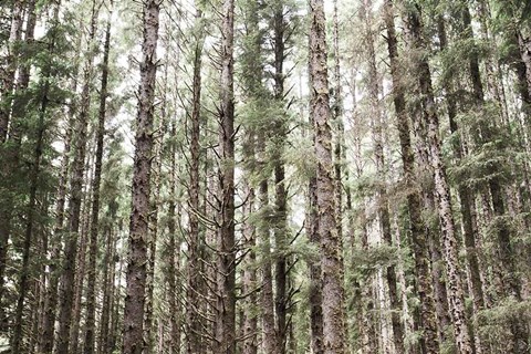 Framed Mossy Pines Print