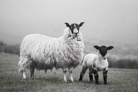 Framed Islay Sheep I Print