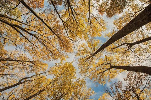 Framed Towering Trees III Print