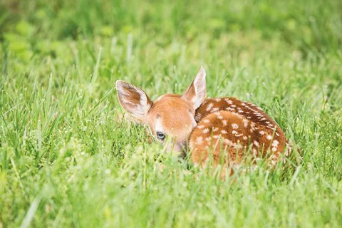 Framed Fawn Print