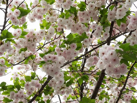 Framed Close-up of Cherry Blossom Flowers, Harajuku, Meiji Shrine, Tokyo, Japan Print