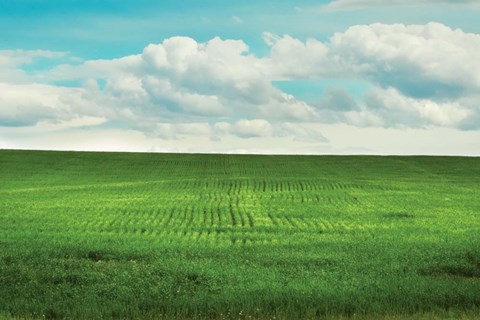 Framed Signs of Life Print