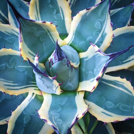 Framed Elegant Thorns Print