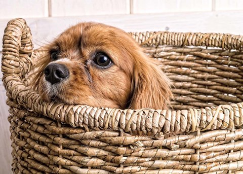 Framed Puppy in a Laundry Basket Print