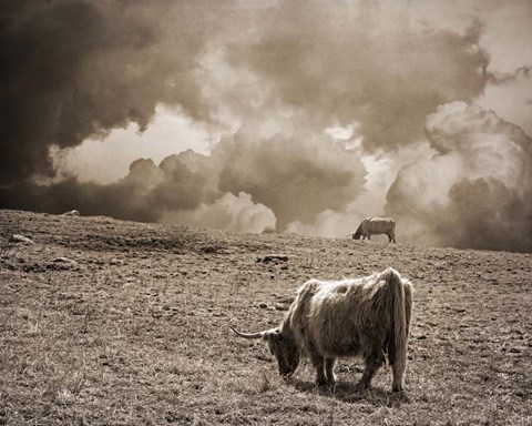 Framed Scottish Highland Cattle No. 1 Print