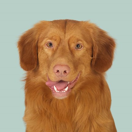 Framed Hannibal the Toller Print
