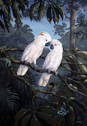 Framed Cockatoo Print