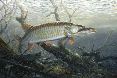 Framed Cruising The Shallows Print