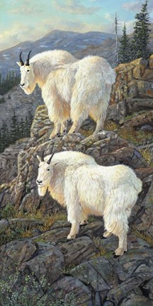 Framed Goat Country Print