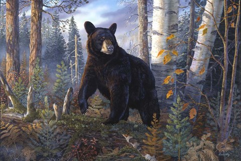 Framed Lord Of The Timberline Print