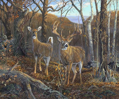 Framed Oak Ridge Trophy Print