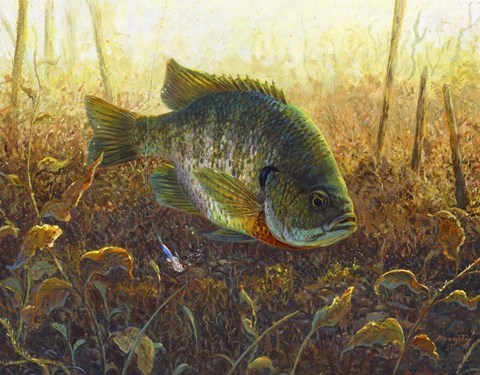 Framed Bluegill Print