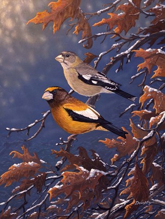 Framed Evening Grosbeaks Print