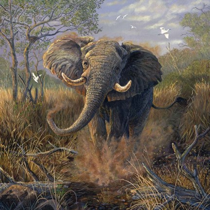 Framed Angry Tusker Print