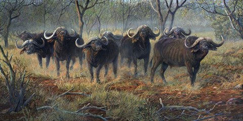 Framed Cape Buffalo Print