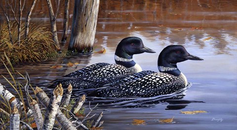 Framed Beaver Pond Loons Print