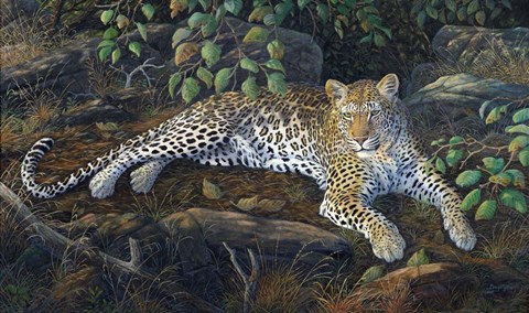 Framed In The Shadows Print