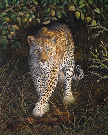 Framed Eyes of the Hunter Print