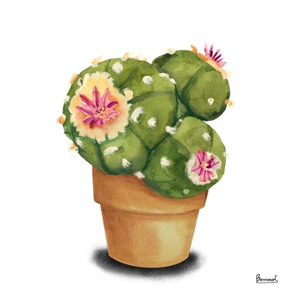 Framed Cactus Flowers VII Print