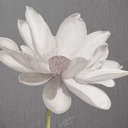 Framed Vintage Lotus on Grey I Print