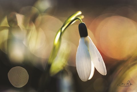 Framed Snowdrops III Print