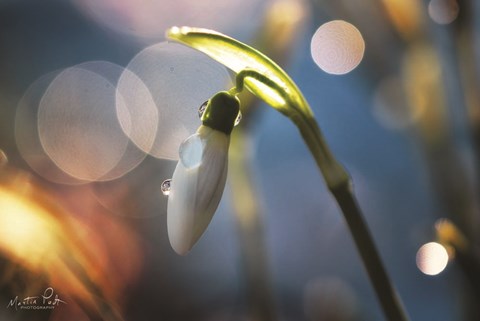 Framed Snowdrops IV Print
